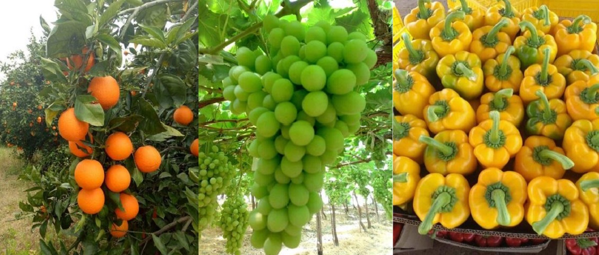 Fruit Kingdom for Export